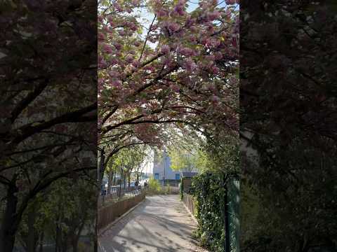 قدم زدن در یک روز آفتابی پاریسی