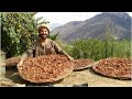 The Traditional method of preserving Apricots in the high Mountains of Pakistan