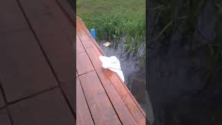 Aybastı Perşembe Yaylası Sazan Avı Part 2