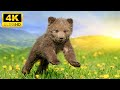 Cute Animals 4K - Delighting In The Enchantment Of Baby Creatures With Relaxing Music