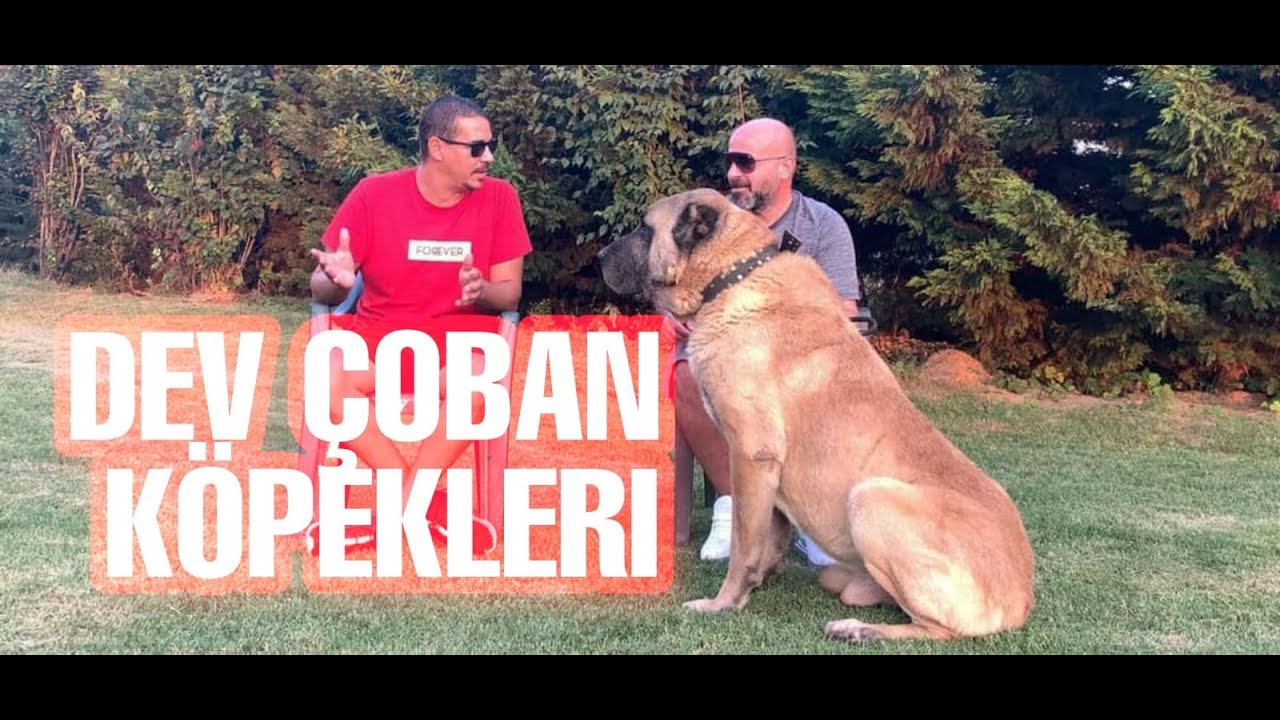 ФЕРМА ГИГАНТСКИХ ОВЧАРОК