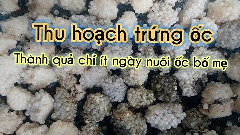 Thu hoạch trứng ốc bươu và tham quan mô hình nuôi ốc Tuấn Hậu Giang