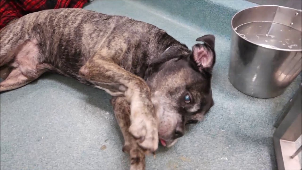 Biggie - A1121636 - Brooklyn ACC camera iphone 8 plus apk