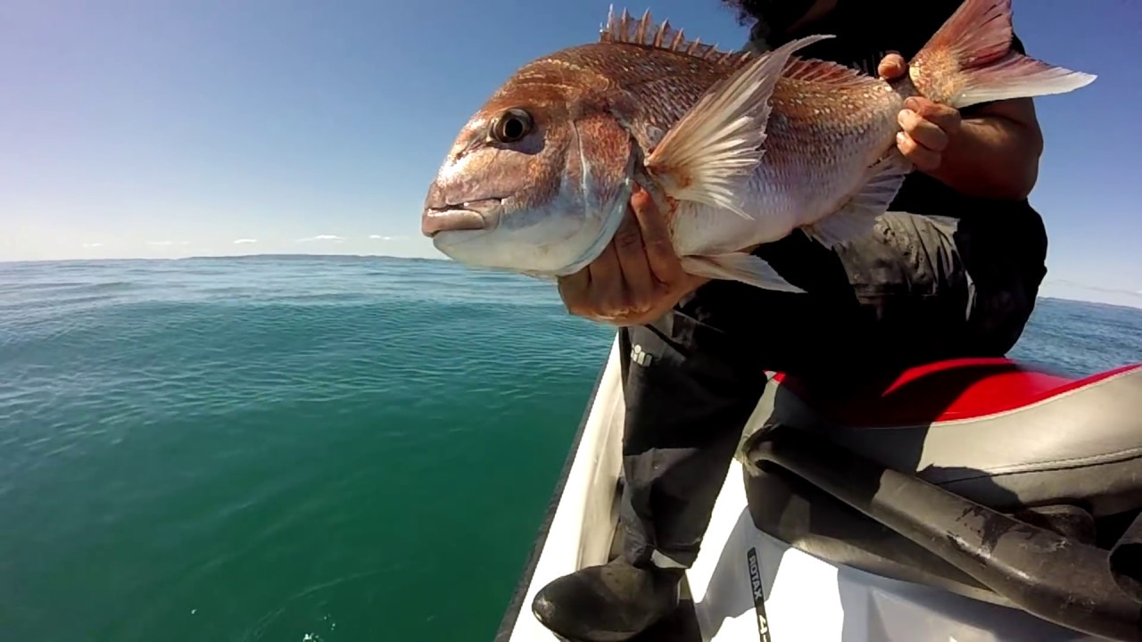 Jetski Fishing catching Snapper on soft baits YouTube