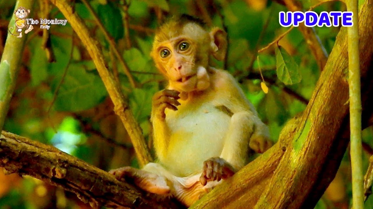 Baby Elpida very happily playing on tree alone, Elpida changing day by day & look so good