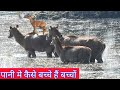 Everywhere Nilgai in the water, #excitedNilgai,