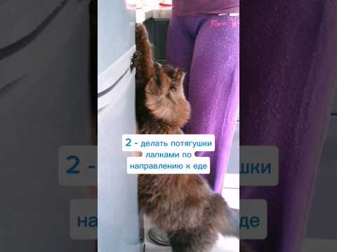 Кот просит вкусняшки 😺 #cat #catvideos #catlover #kitten #kitty #cutecat #котик #funnycats #кот