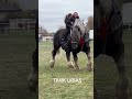 #MyWinterHolidayRoutine #LoveHorseSpirit