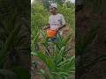 saatnya memberi vitamin mingguan #petani #sawit #kebun #shorts #youtubeshorts #viral #pembibitan