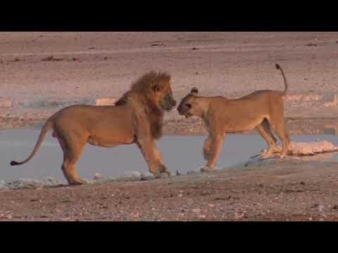 Vidéo: Différence Entre Lion Et Lionne