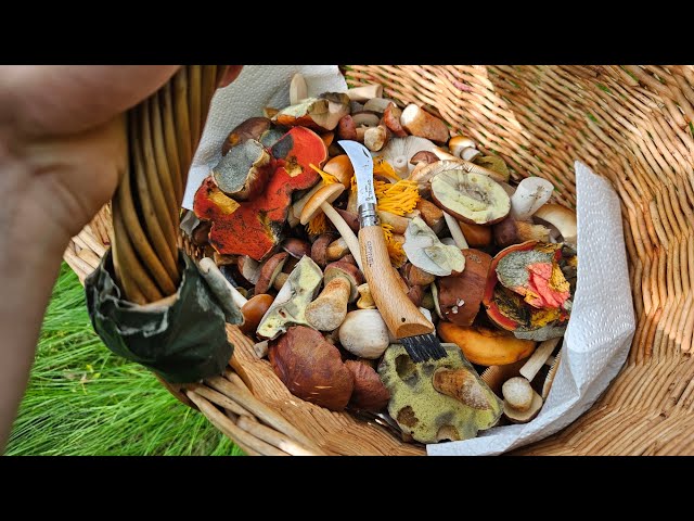 Der Bayern Sondler Teil 211 - Schöner Start in die Schwammalsaison 2025