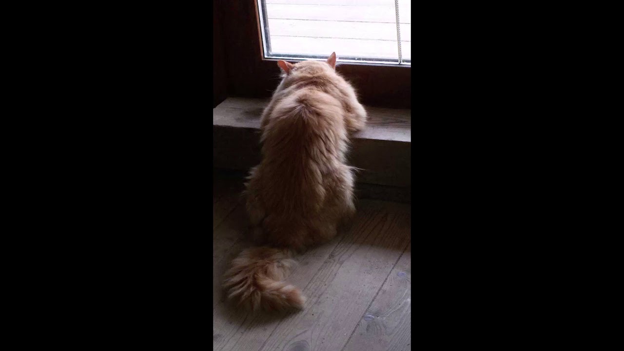 На свете счастья нет, Но есть покой и воля - YouTube