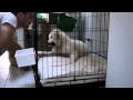 Maremma Sheepdog - A Year in the life の動画、YouTube動画。