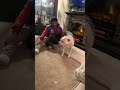 Dogs vying for favor.#usa #tiktok #fypシ #puppy #dog... #Shorts #yedda.catharine