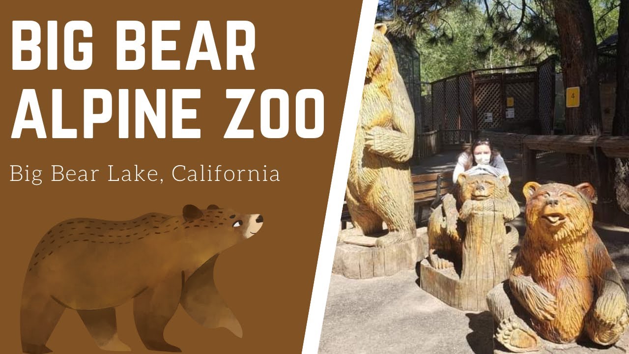 Big Bear Alpine Zoo YouTube