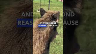 Mange Parasite And Its Dangers How To Identify And Treat Mange In Pets At Home.