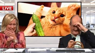 Live Animal News Bloopers That Took an Unexpectedly Funny Turn