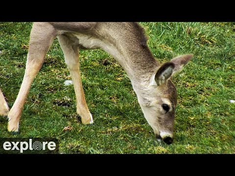 Video: How To Graze Deer