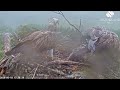 Louis the Loch Arkaig Osprey brings fish and settles down while Dorcha feeds the chicks 18 Jun 2026