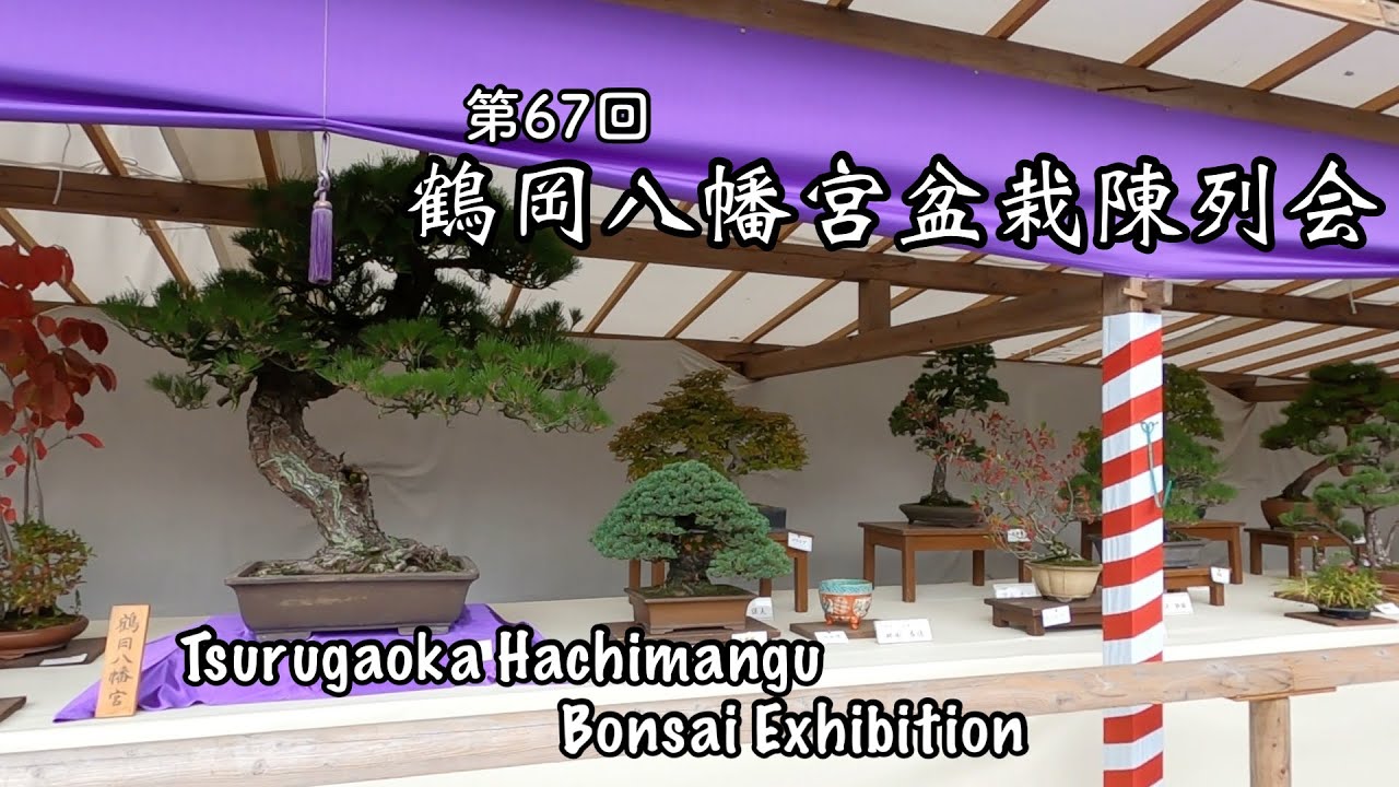 第67回 鶴岡八幡宮盆栽陳列会／The 67th Tsurugaoka Hachimangu Bonsai