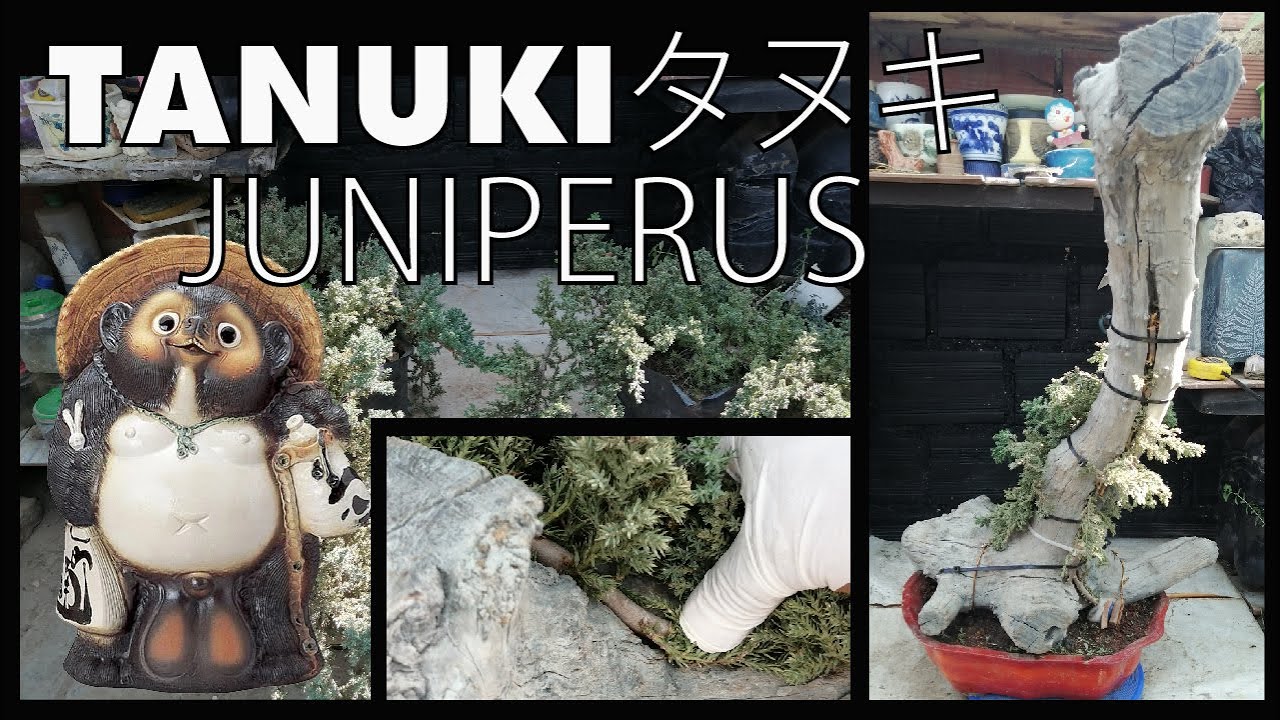 TANUKI   タヌキJUNIPERUS - Trabajo inicial