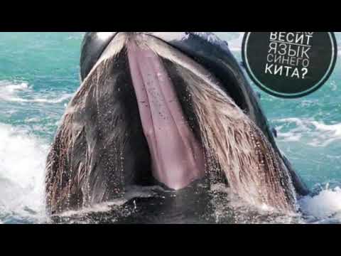 Сколько весит язык синего кита? (энциклопедия чемпионов)