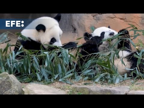 Los pandas Ping Ping y Fu Shuang ponen rumbo a su nueva casa en Atlanta