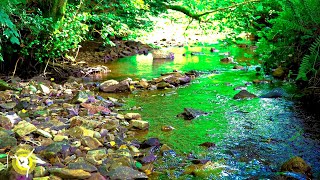 Woodland stream (babbling brook) gentle flowing water sounds and
beautiful 4k scenery. this small video can be used for relaxation,
meditation...