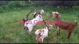 Masha Allah Tabaraka Allah Superb Quality