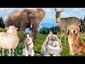 Herbivores and their characteristics: cows, horses, goats, sheep, camels, elephants,...