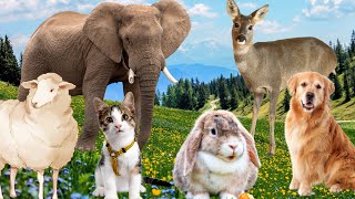 Herbivores and their characteristics: cows, horses, goats, sheep, camels, elephants,... by Animal Moments 639,200 views 1 year ago 16 minutes