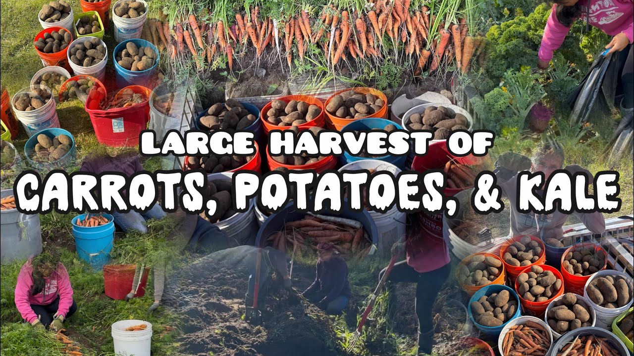 Большой урожай моркови, картофеля и капусты в саду моей свекрови.