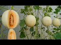 Tips Growing golden honeydew melon for large fruits and sweet at home, Growing melon from seeds