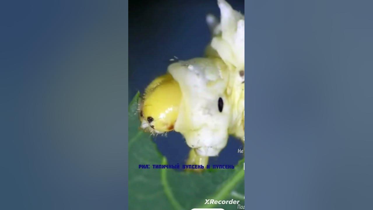 Рил типичный вупсень и пупсень #мем #shоrts #мемы - YouTube