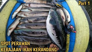 Mancing Di KERAJAAN Ikan Kerandang!! ikan di Sini Belum Pernah di Pancing