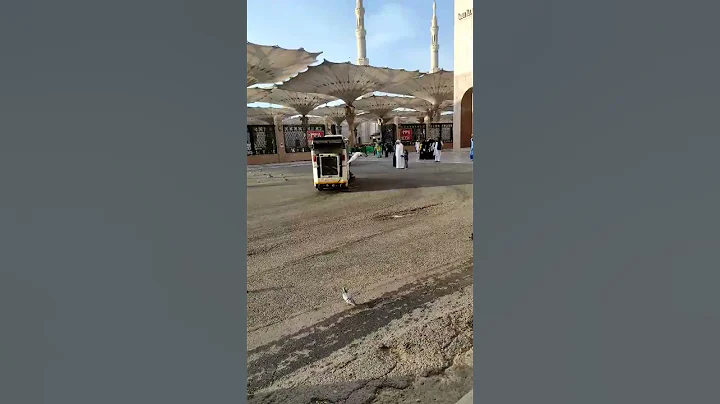 madinah #cat #viral video #short ....