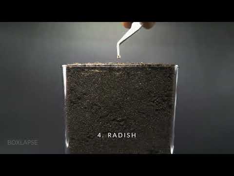 384 Days in 8 Minutes   TOP 8 Plant Growing Time lapses