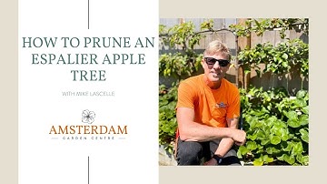 How to Prune an Espalier Apple Tree