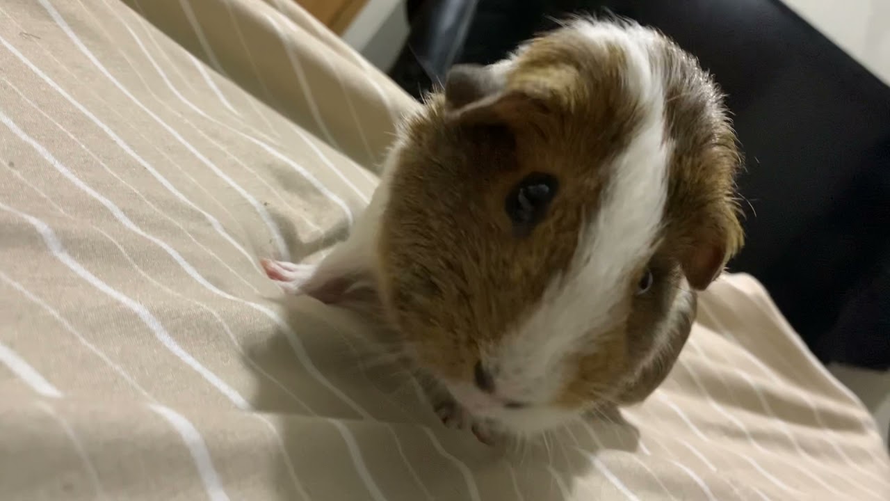 Why does my guinea pig look like it’s vomiting? YouTube