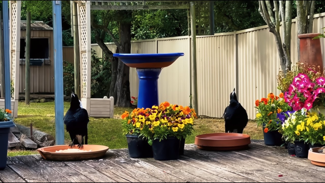 Mornin, Maggie | An Australian Magpie Song (Original)