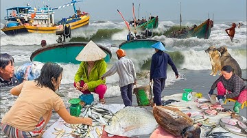 Biển Phước Hải Đầu Mùa Bắc 350k 1kg Tôm║Chợ Chiều Phước Hội Nhiều Hải Sản Đông Vui