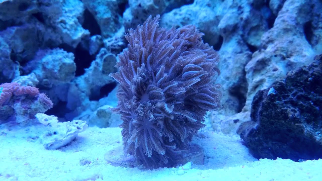 Pulsing Xenia Coral in a 75 Gallon Saltwater Reef Aquarium 