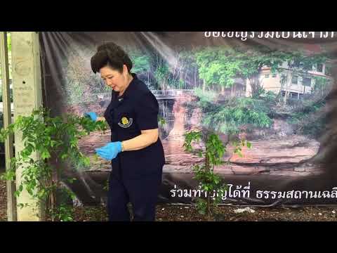 ปลูกดอก วัดพระราม๙ โดย Grand Mercure Fortune Bangkok