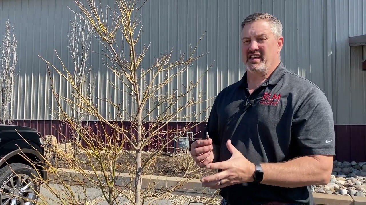 What do bagworms look like? How do I control Bagworms? Will bagworms kill my tree?