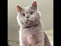 This little cat thinks it's a lion.#pets #cat #cute #shorts