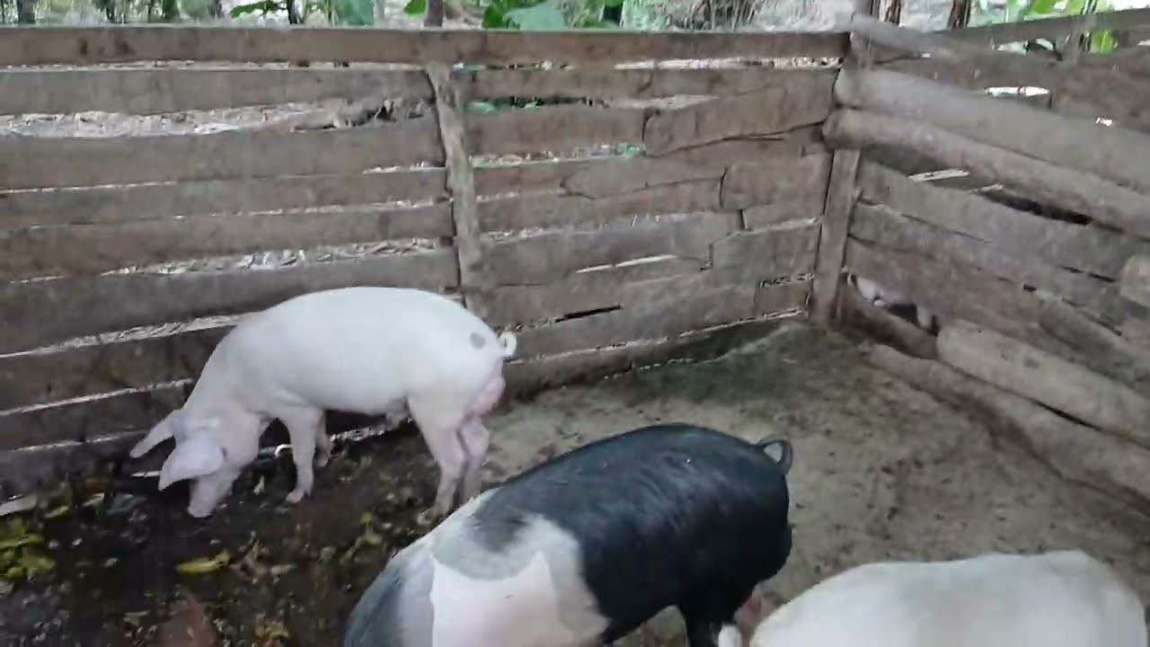 Tengeneza zaidi ya milioni 20 ndani ya miezi sita kufuga nguruwe kwa kunenepesha