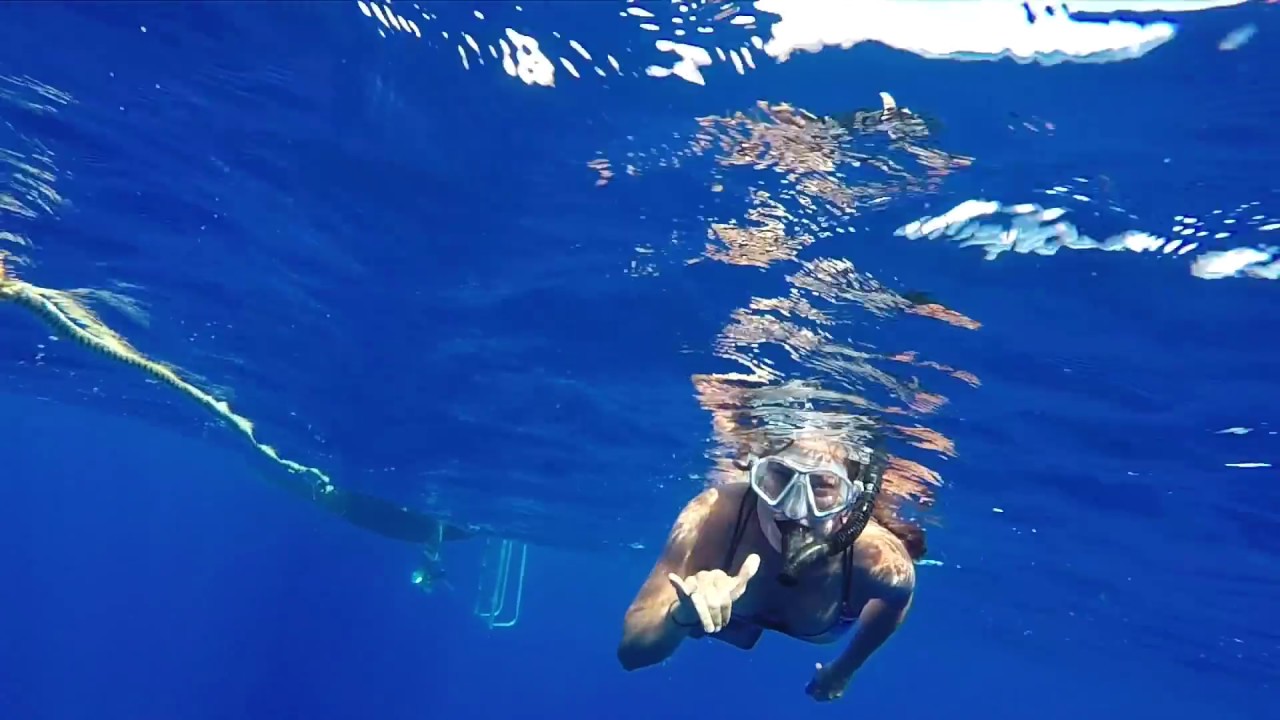 Shark Swim - YouTube