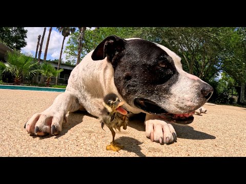 PIT BULL AND DUCKLING - GOOD MORNING FROM HOUSTON TEXAS 6/6/25 | TexasGirly1979