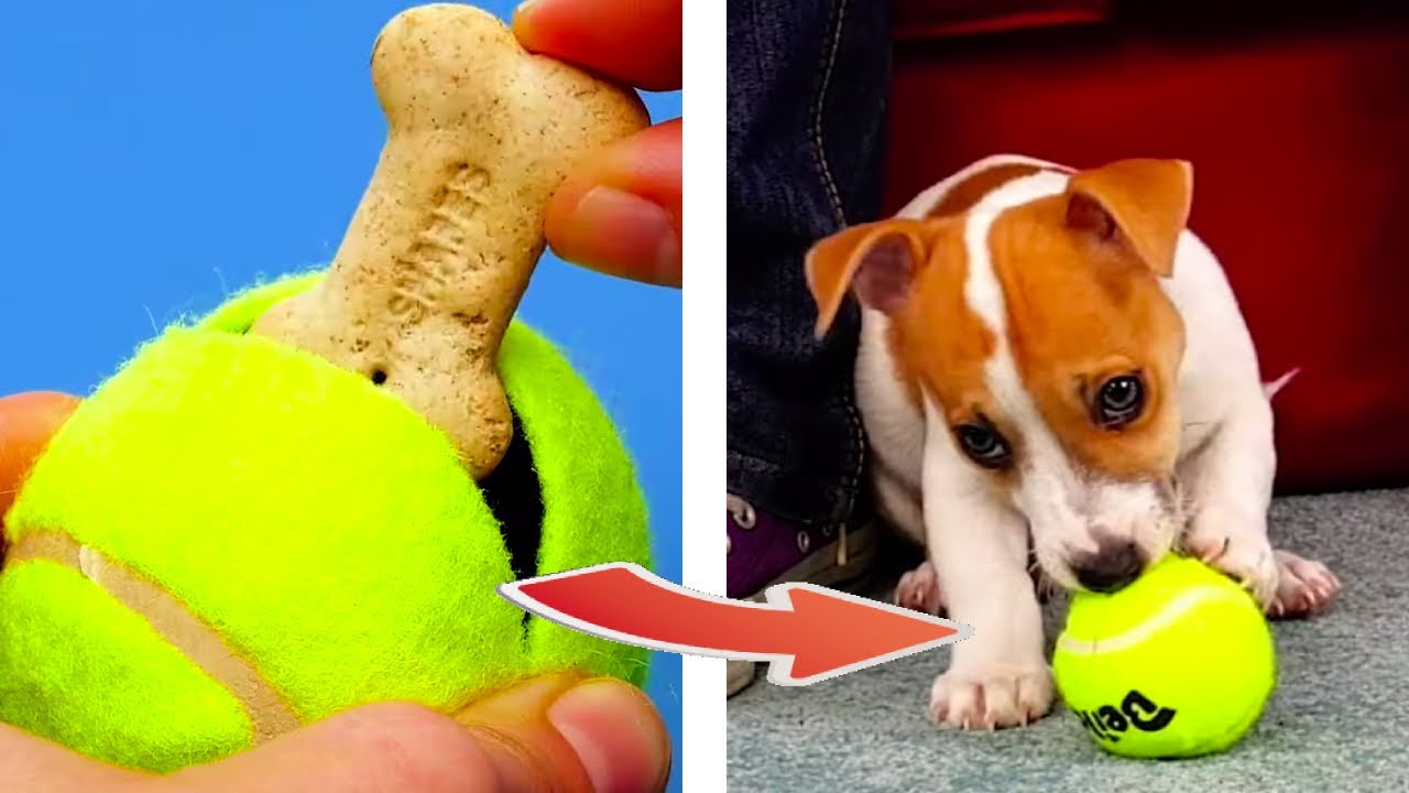 20 CARING HACKS FOR THOSE WHO LOVES PETS