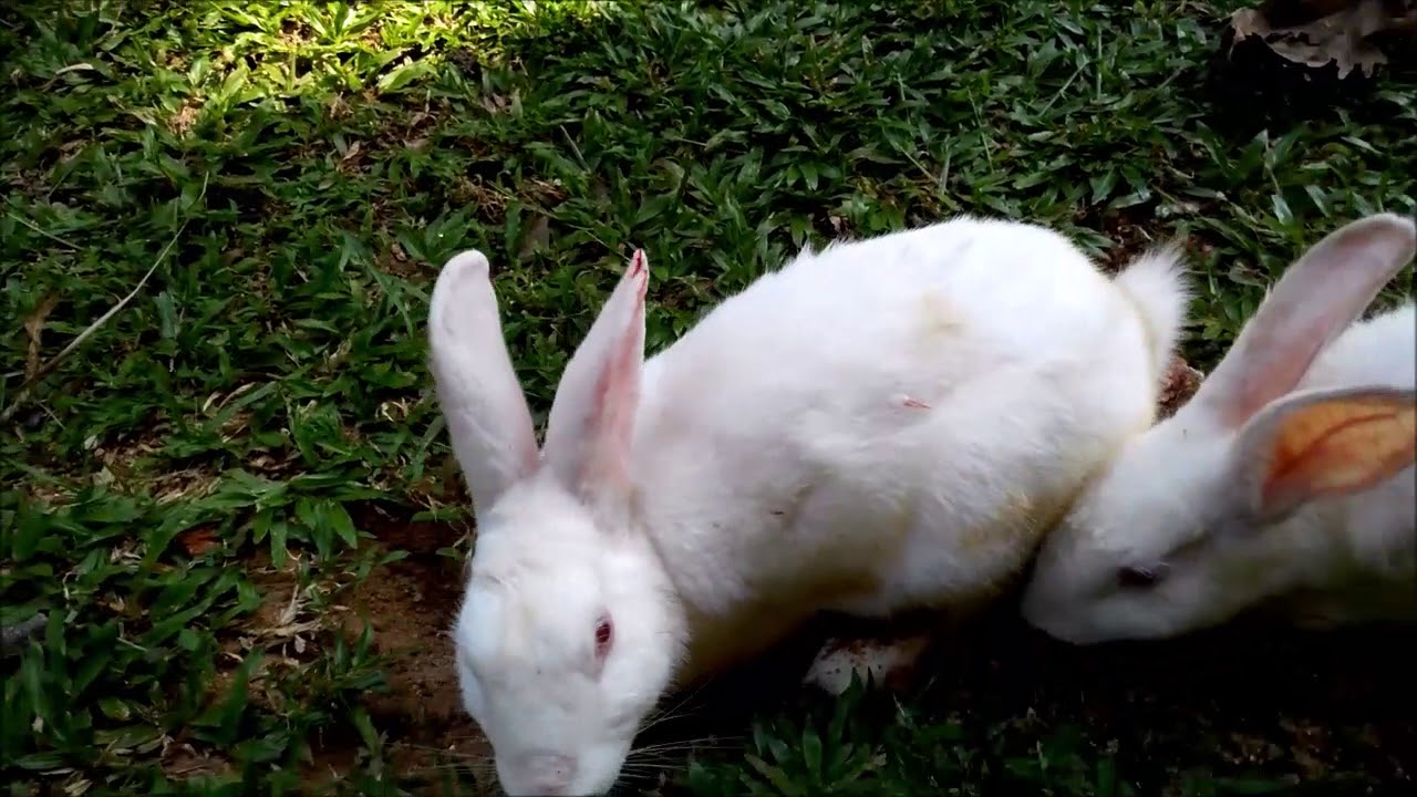 Rabbit gets his ear bitten off - YouTube